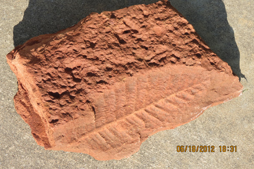 Feuille d'arbre fossile